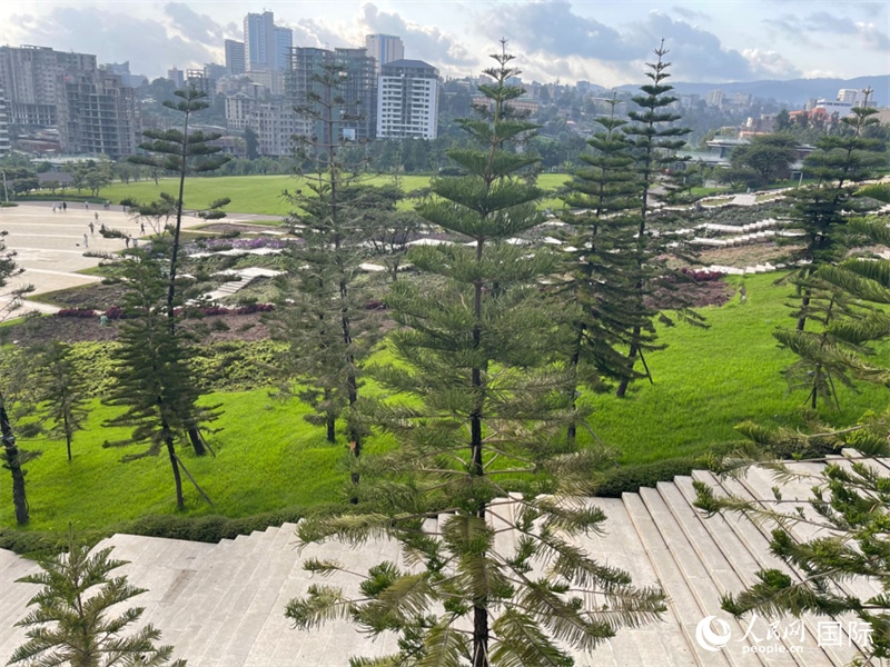 亞的斯亞貝巴友誼廣場(chǎng)的南洋杉。人民網(wǎng)記者 趙艷紅攝
