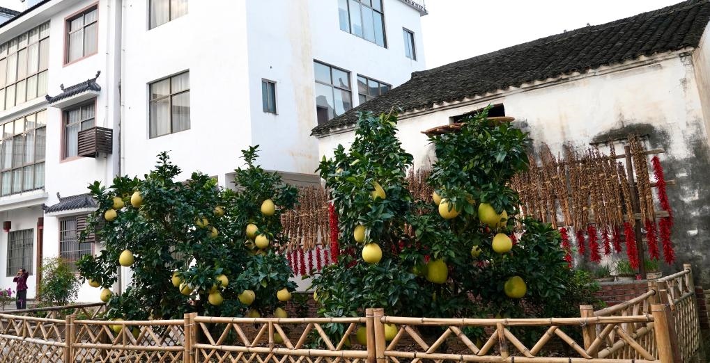 近日在江西省上饒市婺源縣秋口鎮(zhèn)王村石門自然村拍攝的馬家柚。新華社記者 胡晨歡 攝