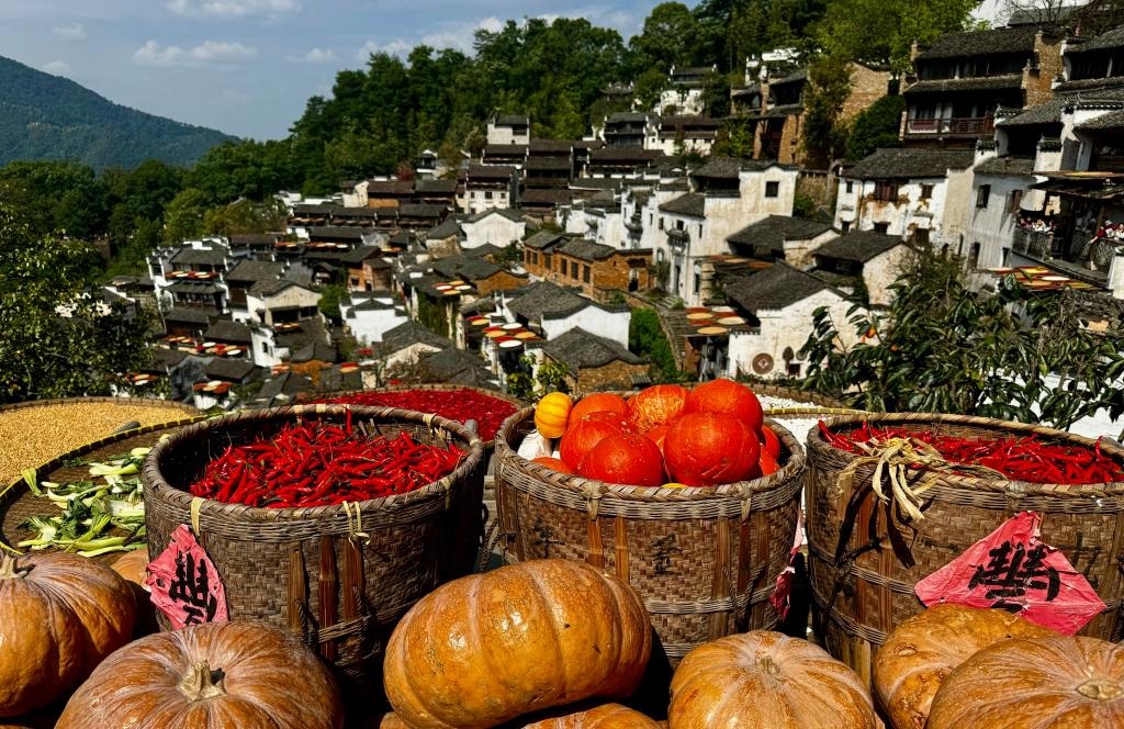 近日拍攝的江西省上饒市婺源縣篁嶺村曬秋畫面。新華社記者 胡晨歡 攝