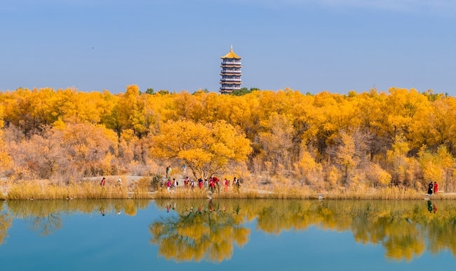 胡楊林金碧耀眼。蘭州局集團公司融媒體中心供圖