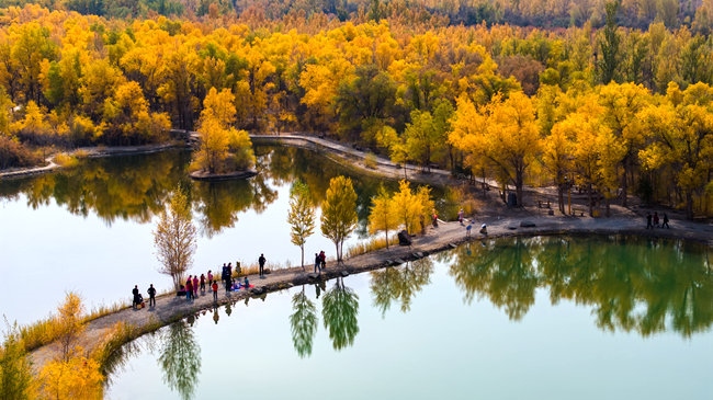 胡楊林金碧耀眼。蘭州局集團公司融媒體中心供圖