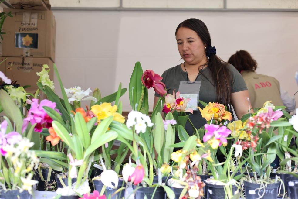 9月14日至17日，哥倫比亞首都波哥大舉辦蘭花展。