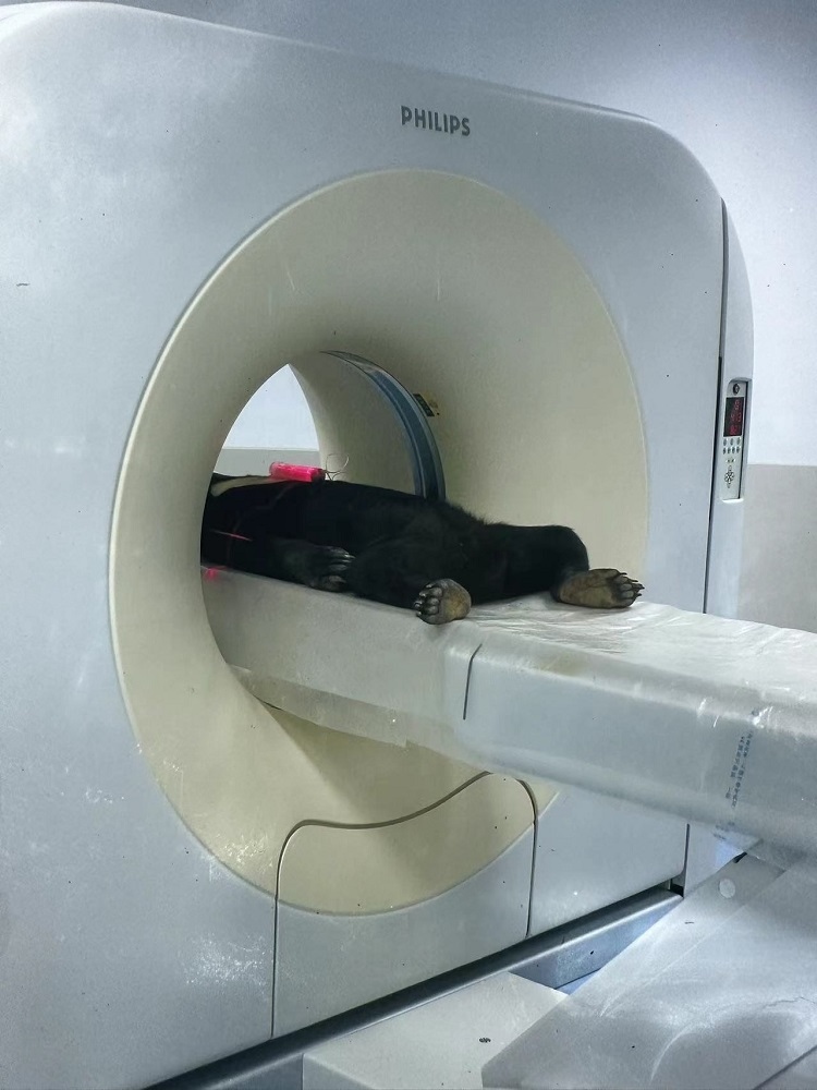 長(zhǎng)隆野生動(dòng)物世界的動(dòng)物醫(yī)院內(nèi)，馬來(lái)熊在做核磁共振檢查。人民網(wǎng)記者 李舫攝