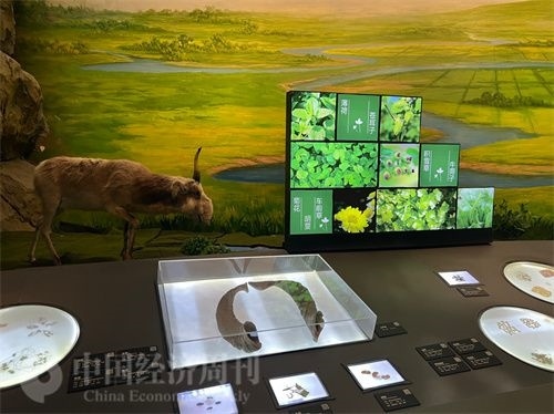  （中醫(yī)藥博物館展出的各類中藥材令人應接不暇。中國經濟周刊記者 郭志強 攝）