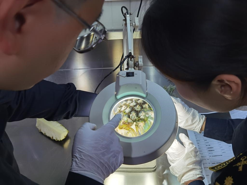 11月3日，上海海關(guān)關(guān)員對首批入境中國、參展第六屆進(jìn)博會(huì)的貝寧菠蘿進(jìn)行檢驗(yàn)檢疫。新華社記者 吳宇 攝