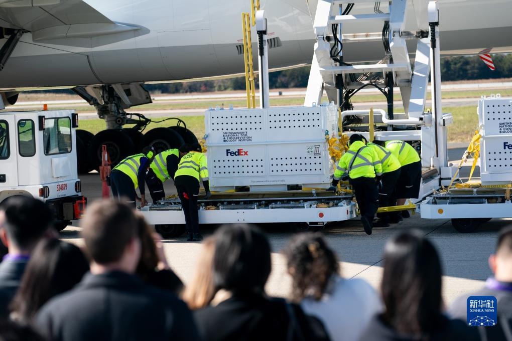 11月8日，在美國弗吉尼亞州的華盛頓杜勒斯國際機場，裝有大熊貓的特制“旅行包廂”準備運上專機。新華社記者劉杰攝