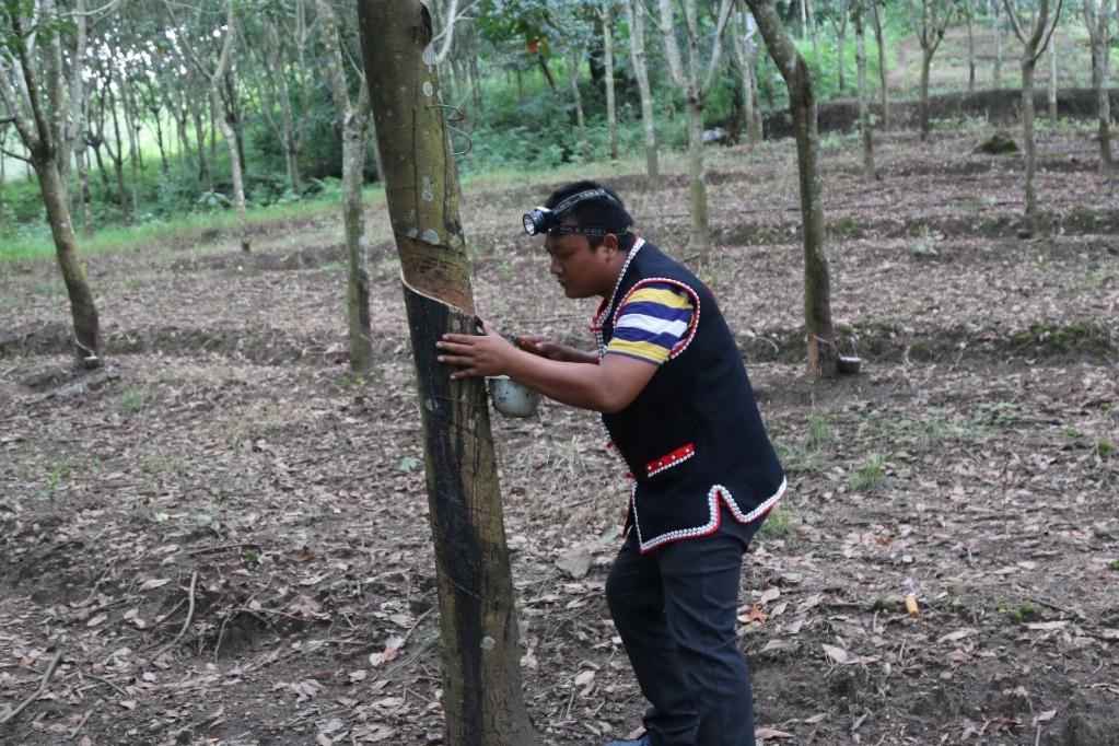 2017年10月，云南省永德縣團(tuán)樹村佤族膠農(nóng)蔣文富在割膠