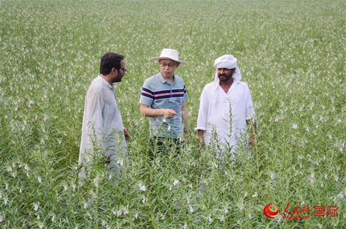 中巴經(jīng)濟(jì)走廊農(nóng)業(yè)合作中心負(fù)責(zé)人席建龍（中）與巴基斯坦當(dāng)?shù)剞r(nóng)戶在芝麻種植園交流作物生長情況。人民網(wǎng)記者薩義德·邁赫迪攝