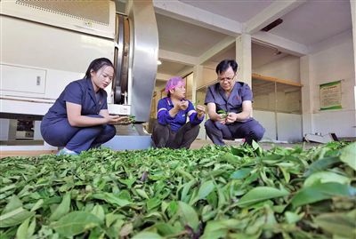  圖③：蒼梧法院六堡法庭法官深入茶企了解企業(yè)生產(chǎn)經(jīng)營情況。