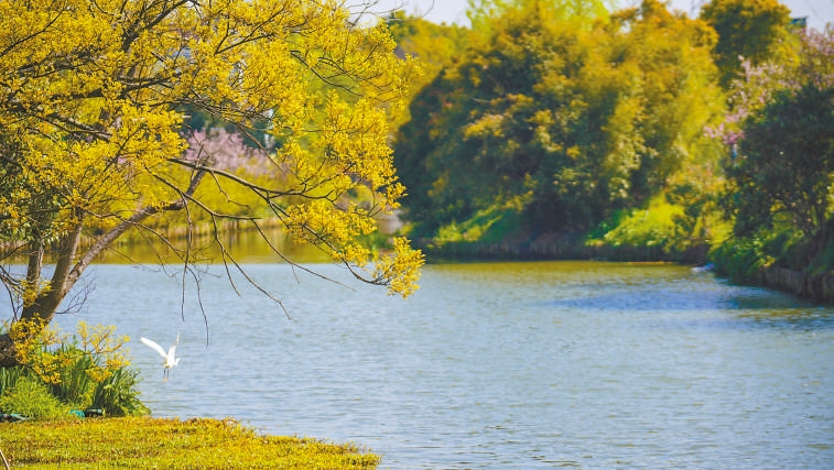  碧波蕩漾 浙江嘉興市海鹽縣望海街道永福社區(qū)荷花池，一汪碧水波光粼粼，風(fēng)光旖旎。當(dāng)?shù)厥冀K堅(jiān)持綠色發(fā)展，促進(jìn)人與自然和諧共生。 肖弗勒模具（嘉興）有限公司德國籍經(jīng)理 湯姆·魯特納攝 “當(dāng)?shù)卮迕窀嬖V我，如今環(huán)境變好了，茶余飯后，大家都會(huì)到河邊散散步，欣賞美景，和鄰居聊聊天。我想，好生態(tài)是大自然的饋贈(zèng)，更是長三角地區(qū)大力治理生態(tài)環(huán)境的結(jié)果。希望美麗中國的綠色發(fā)展之路越走越好?！? /></p> <p style=