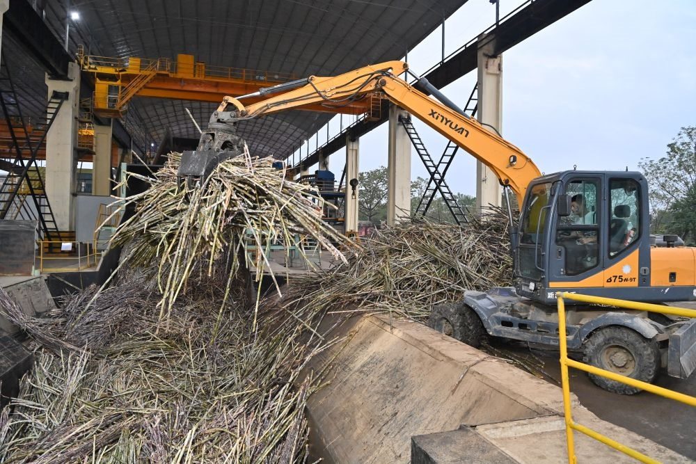 12月14日，在廣西來賓東糖鳳凰有限公司，員工操作機械將甘蔗投入傳送帶，準備送往壓榨車間。
