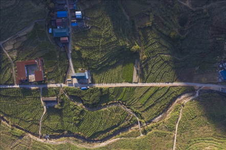 漠源鄉(xiāng)西柚基地。將樂(lè)縣農(nóng)業(yè)農(nóng)村局供圖