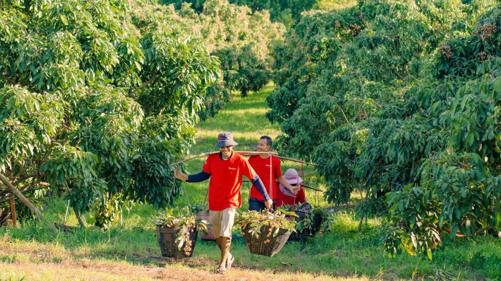 2023年10月，泰國(guó)尖竹汶府的龍眼種植園內(nèi)，采果工人正在運(yùn)輸新采摘的龍眼。（黎銀成攝 新華社發(fā)）