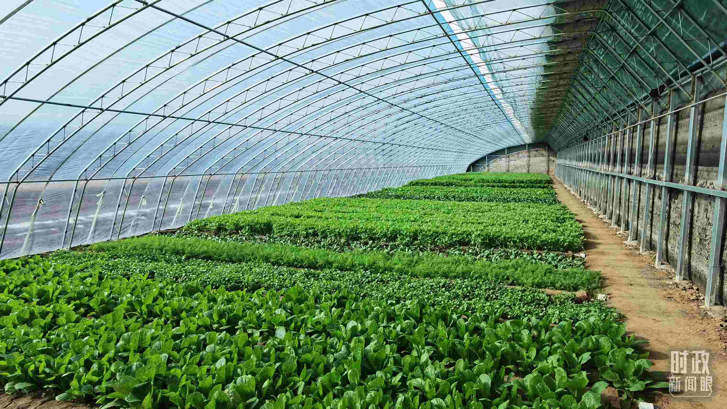 △第六埠村蔬菜大棚。（總臺央視記者郭鴻拍攝）