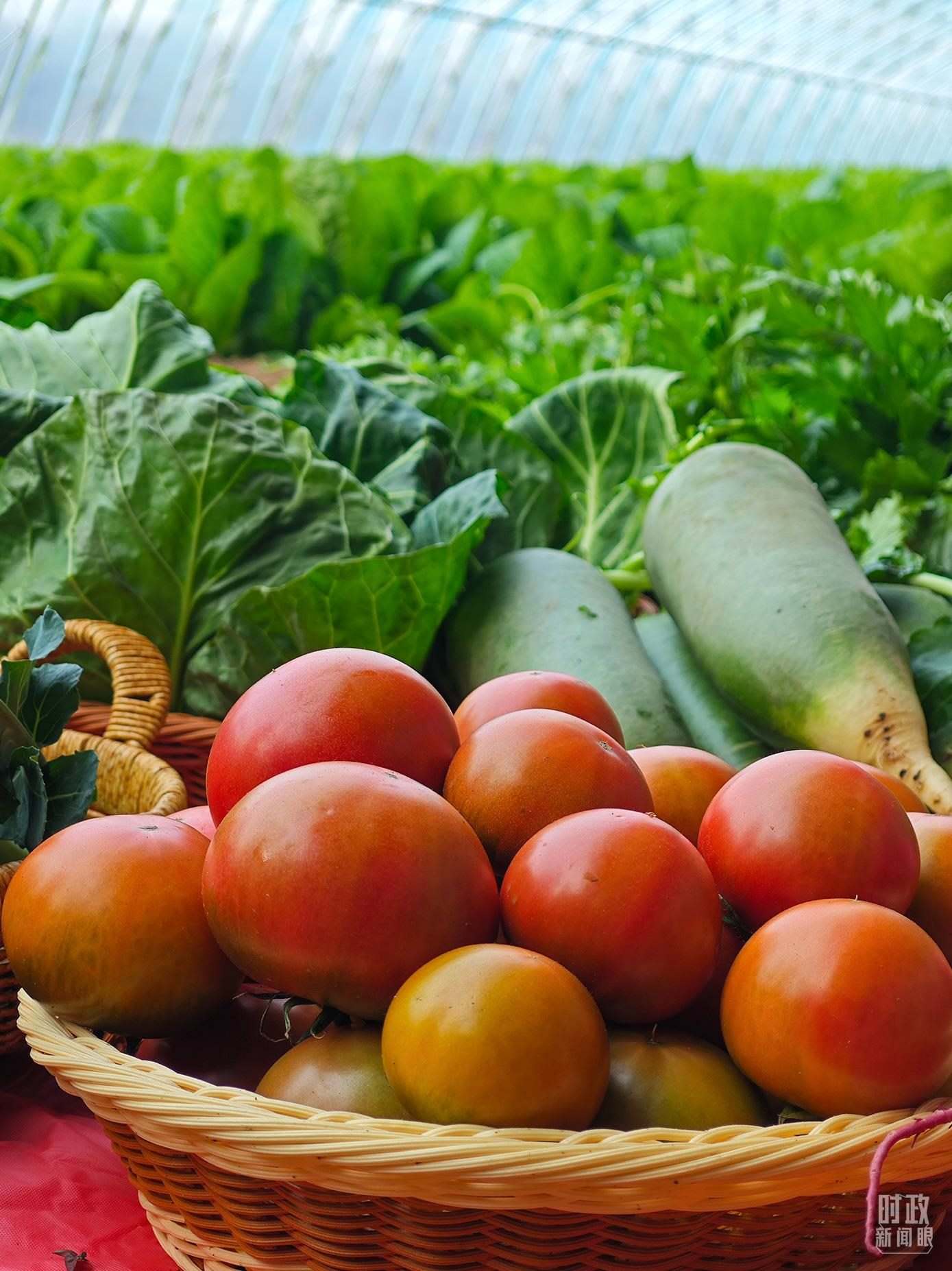 △第六埠村蔬菜大棚，蔬菜收獲頗豐。（總臺央視記者彭漢明拍攝）