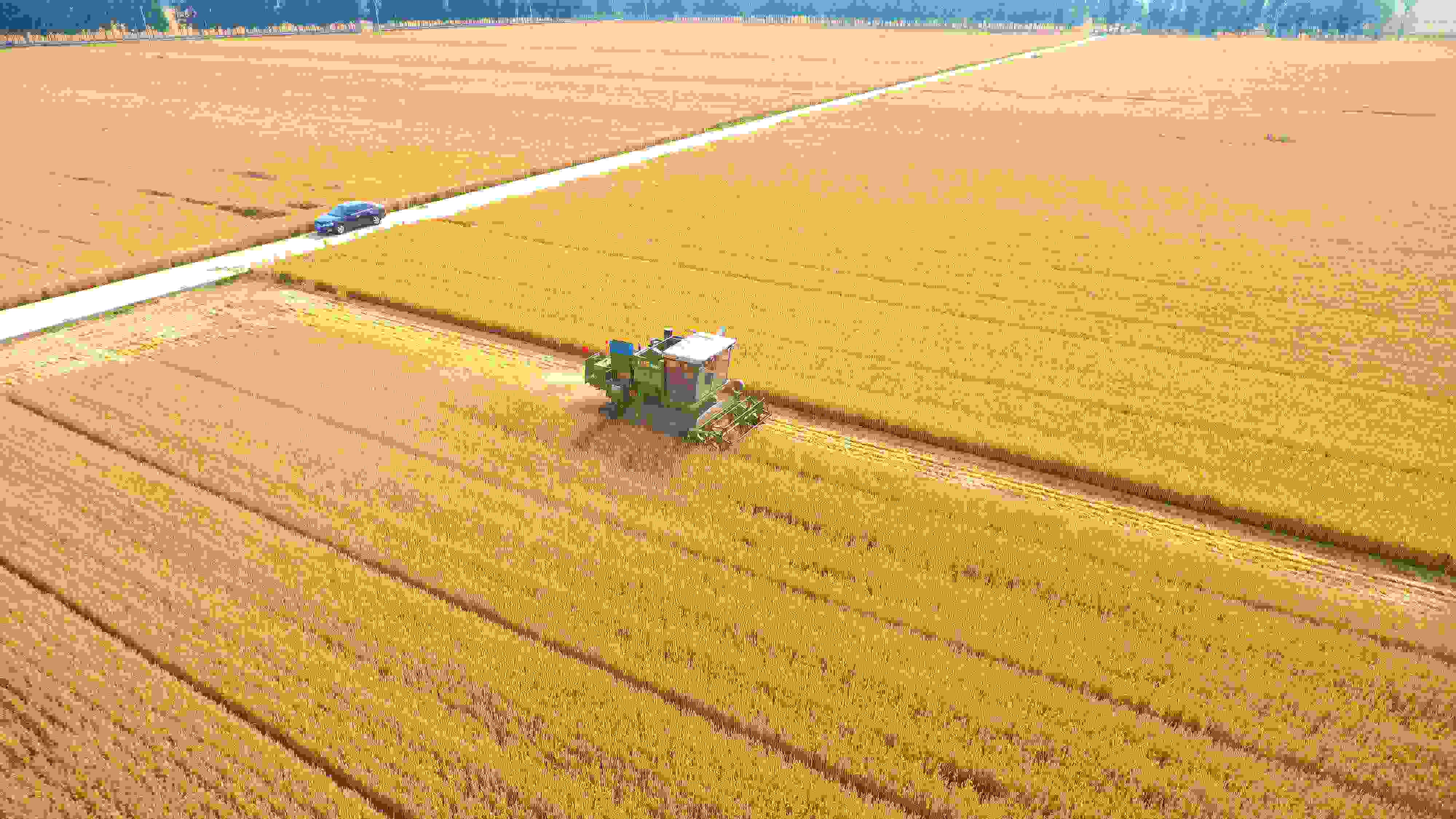 △ 2023年6月5日，山東聊城茌平區(qū)賈寨鎮(zhèn)王藥包村，收割機在田間進行小麥收割作業(yè)。