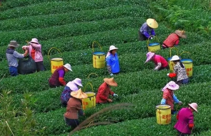 △軍營村茶農(nóng)在茶園采茶。