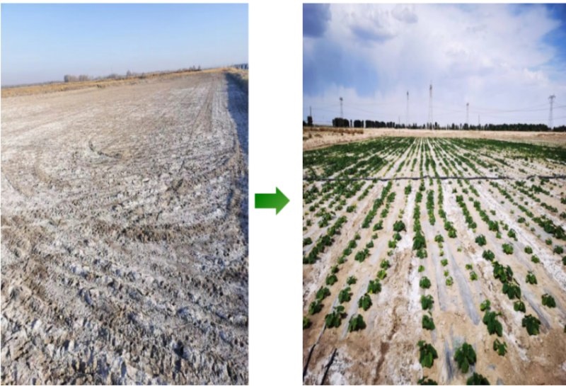 鹽堿地成良田。黃花農(nóng)場供圖