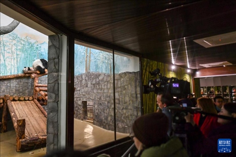 3月8日，人們?cè)诙砹_斯莫斯科動(dòng)物園觀看大熊貓“喀秋莎”（左）和媽媽“丁丁”。新華社記者 曹陽 攝