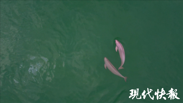 “微笑天使”長(zhǎng)江江豚嬉戲