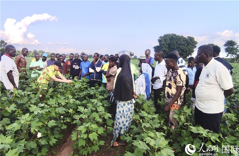 當?shù)孛揶r(nóng)紛紛向中國專家學習技術(shù)。人民網(wǎng)記者 黃培昭攝