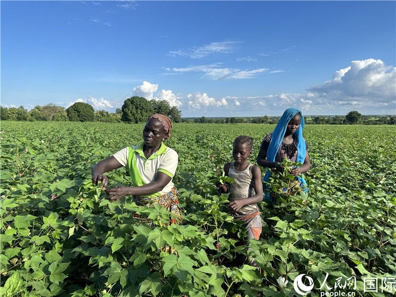 當?shù)孛揶r(nóng)在麥田里勞作。人民網(wǎng)記者 黃培昭攝