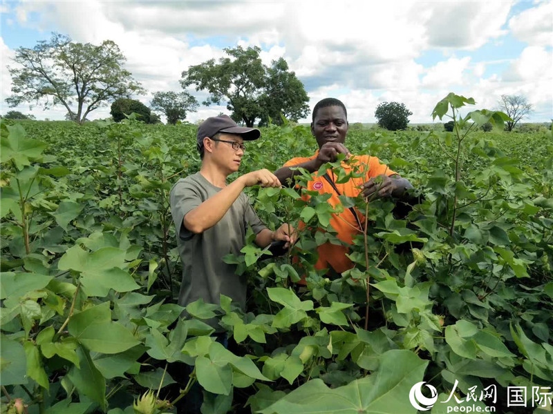 首小勇指導當?shù)剞r(nóng)民種植棉花。人民網(wǎng)記者 黃培昭攝