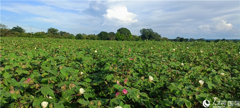 中國技術(shù)培養(yǎng)的當?shù)孛藁ㄌ?。人民網(wǎng)記者 黃培昭攝