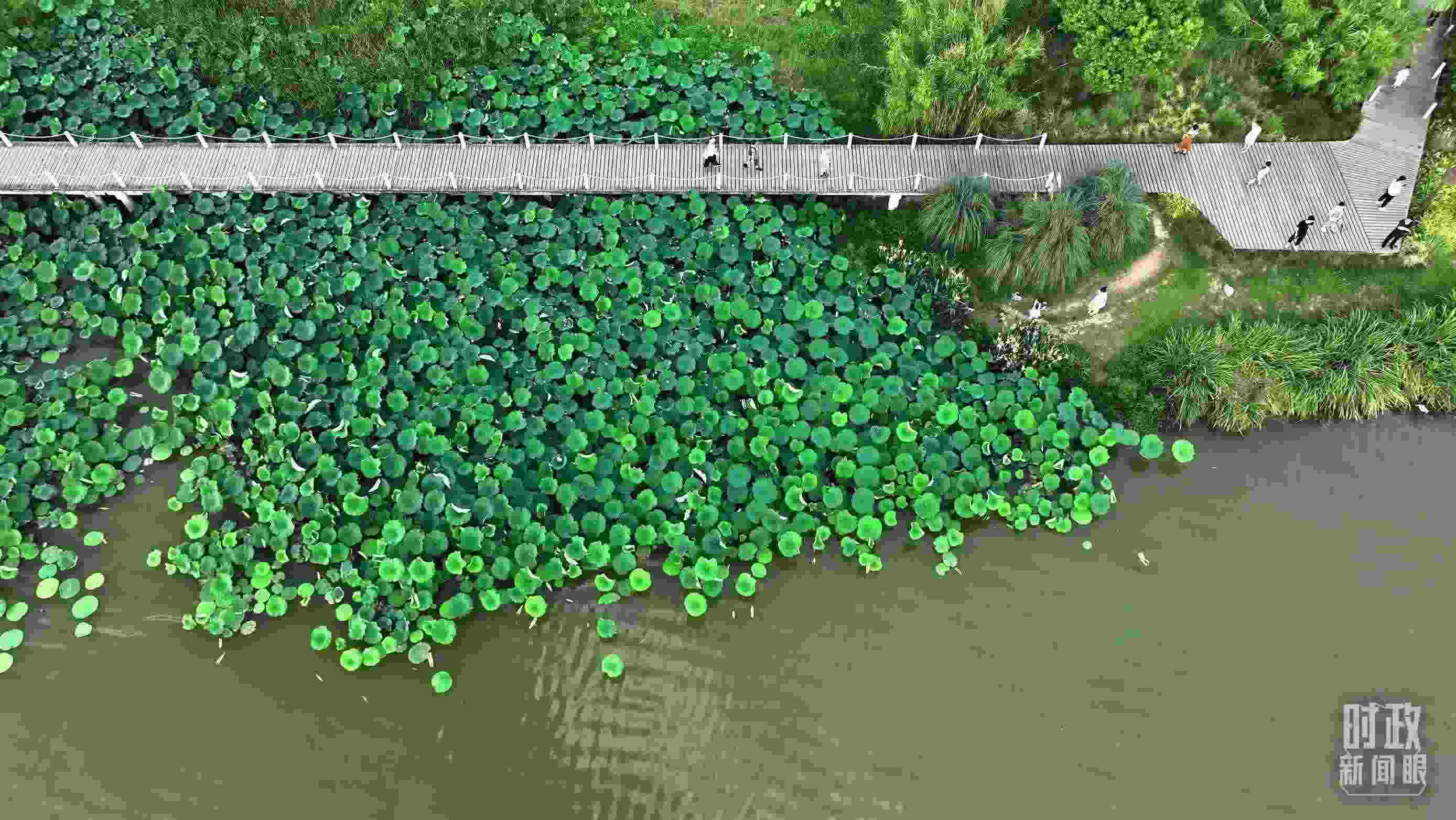 △陜西漢中天漢濕地公園內(nèi)，游人穿行，荷影婆娑。（總臺(tái)記者劉海濤拍攝）