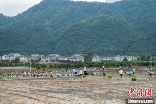圖為5月21日，綏陽縣旺草中學(xué)學(xué)生在旺草萬畝大壩體驗插秧。唐哲 攝