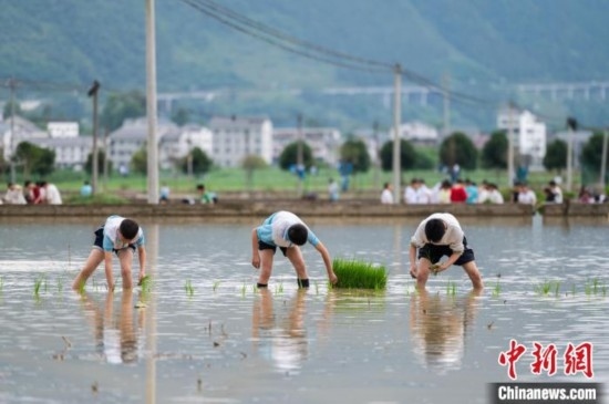 圖為5月21日，綏陽縣旺草中學(xué)學(xué)生在旺草萬畝大壩體驗插秧。唐哲 攝