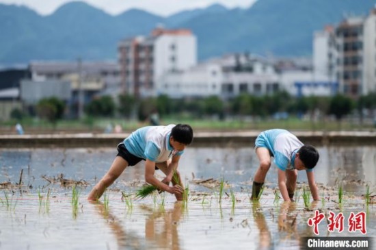 圖為5月21日，兩名學(xué)生在綏陽縣旺草萬畝大壩體驗插秧。唐哲 攝