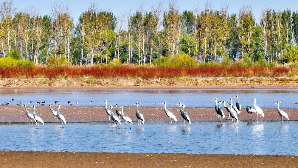 在山東黃河三角洲國(guó)家級(jí)自然保護(hù)區(qū)拍攝的白枕鶴（2022年10月18日攝）。新華社發(fā)（楊斌 攝）