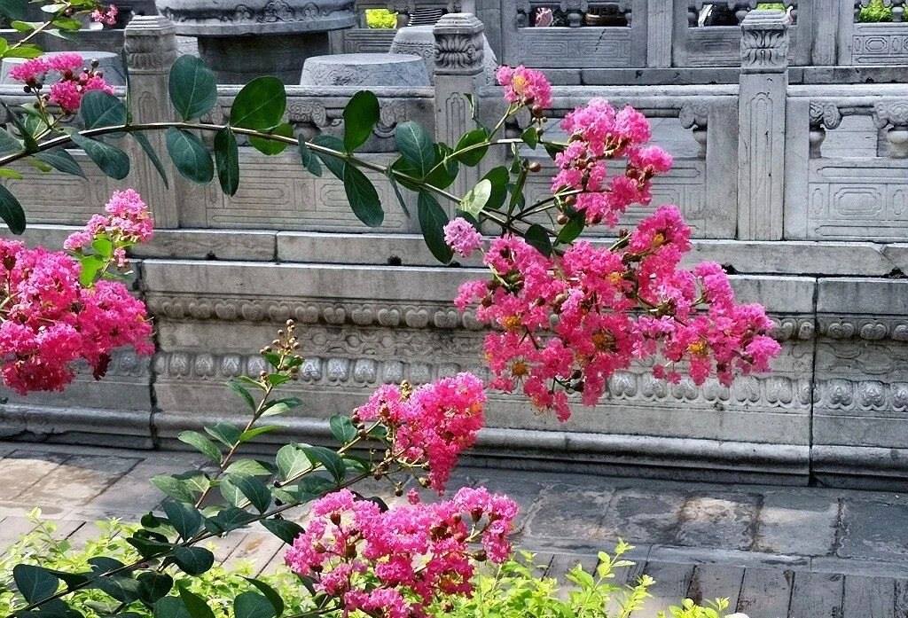 夏天的故宮一角。故宮博物院供圖