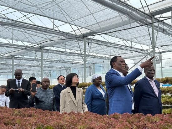 使節(jié)團考察貴州省清鎮(zhèn)駱家橋蔬菜保供基地的無土栽培溫室。新華社記者 袁睿 攝