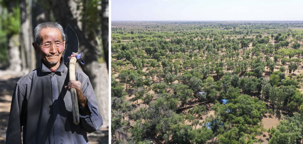 拼版照片：左圖為內(nèi)蒙古鄂托克前旗呼和陶勒蓋嘎查的牧民曹扎娃出門勞作（2023年6月14日攝）；右圖為曹扎娃的承包地（2023年6月14日攝，無人機(jī)照片）。20世紀(jì)80年代，在毛烏素沙地中，曹扎娃主動(dòng)承包了2300多畝沙地。這么多年來，曹扎娃堅(jiān)持種樹治沙，最終將沙地變成了林海。新華社記者 劉磊 攝
