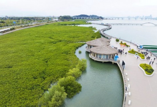 2024年1月23日拍攝的廈門市翔安區(qū)下潭尾紅樹林公園（無人機照片）。新華社記者 林善傳 攝
