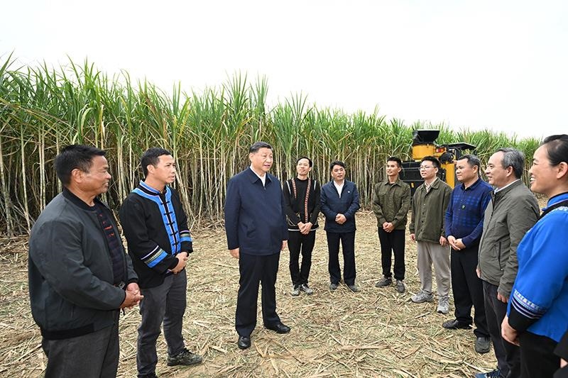 2023年12月14日，習(xí)近平總書記在廣西來(lái)賓市國(guó)家現(xiàn)代農(nóng)業(yè)產(chǎn)業(yè)園黃安優(yōu)質(zhì)“雙高”糖料蔗基地考察時(shí)，同蔗農(nóng)、農(nóng)機(jī)手和農(nóng)技人員親切交流。