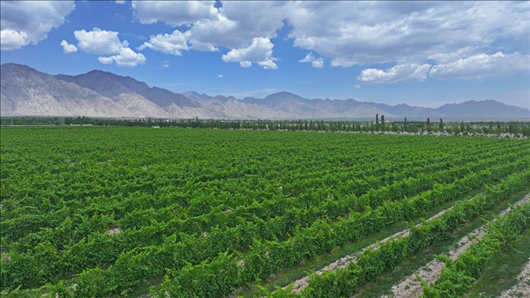 閩寧從荒蕪貧瘠的荒灘戈壁變成了如今的片片綠洲。