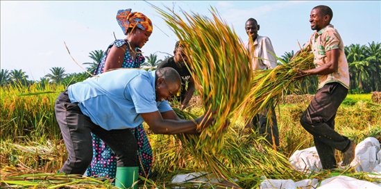 2018 年，中國農(nóng)業(yè)專家組在布隆迪布班扎省吉漢加縣設(shè)立首個水稻減貧示范村。圖為當(dāng)?shù)剞r(nóng)戶在稻田里給雜交水稻脫粒（2023 年 6 月 20 日攝） 韓旭攝 / 本刊