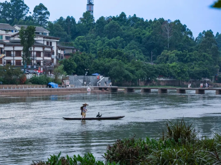 蘇稽古鎮(zhèn)的漁民在進(jìn)行魚鷹捕魚表演。本報(bào)記者 伊霄攝