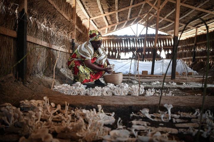 2024年2月6日，在中非共和國(guó)達(dá)馬拉，法蒂瑪在菇棚內(nèi)收獲菌草菇。2022年，法蒂瑪在聽說(shuō)中國(guó)菌草專家在班吉傳授技術(shù)后主動(dòng)前往學(xué)習(xí)，從一間小菌棚起步，逐漸擴(kuò)大為如今小有名氣的合作社。新華社記者 韓旭 攝