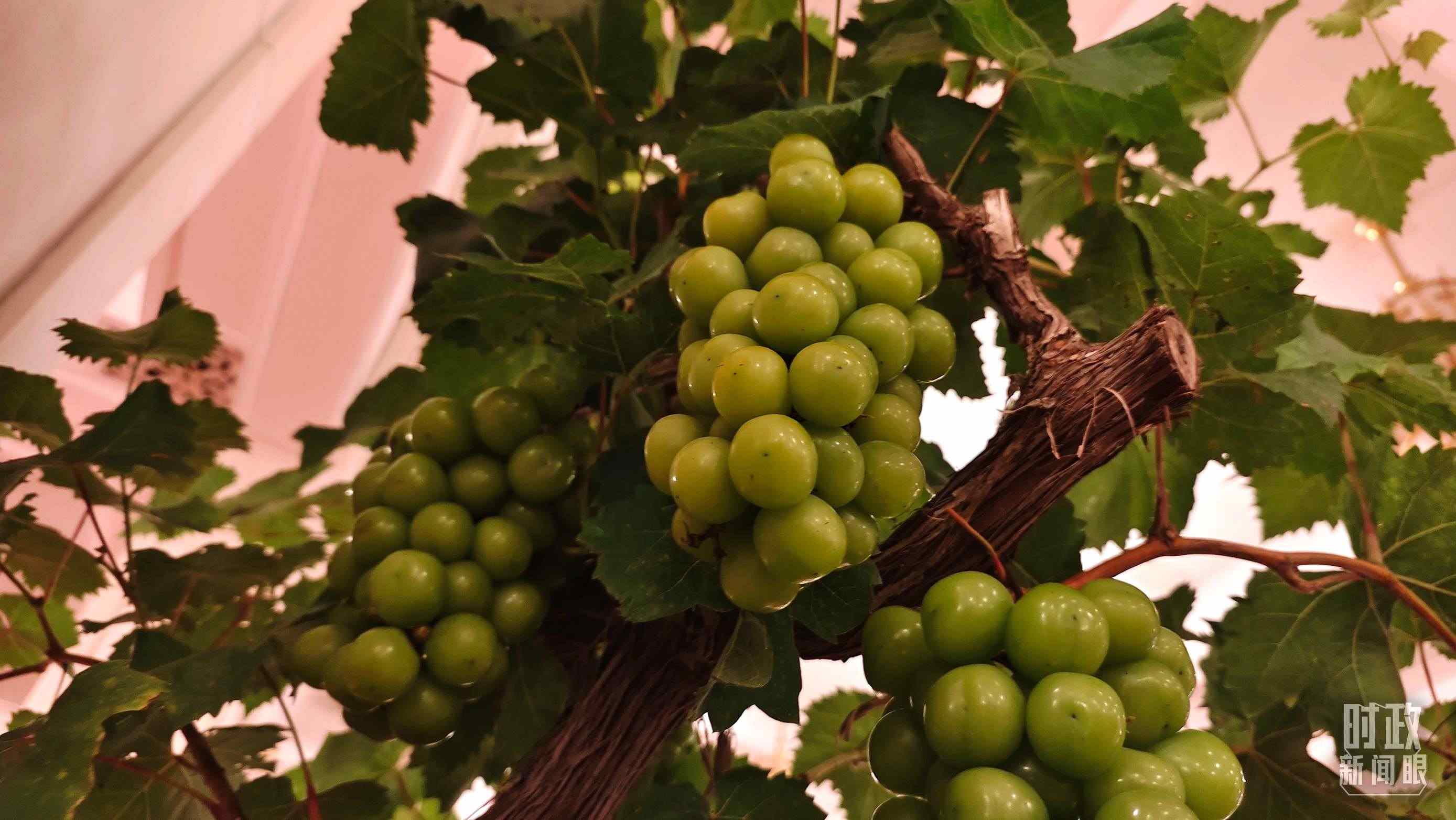  △人民大會堂的盆景，碩果累累。（總臺央視記者韓銳拍攝）