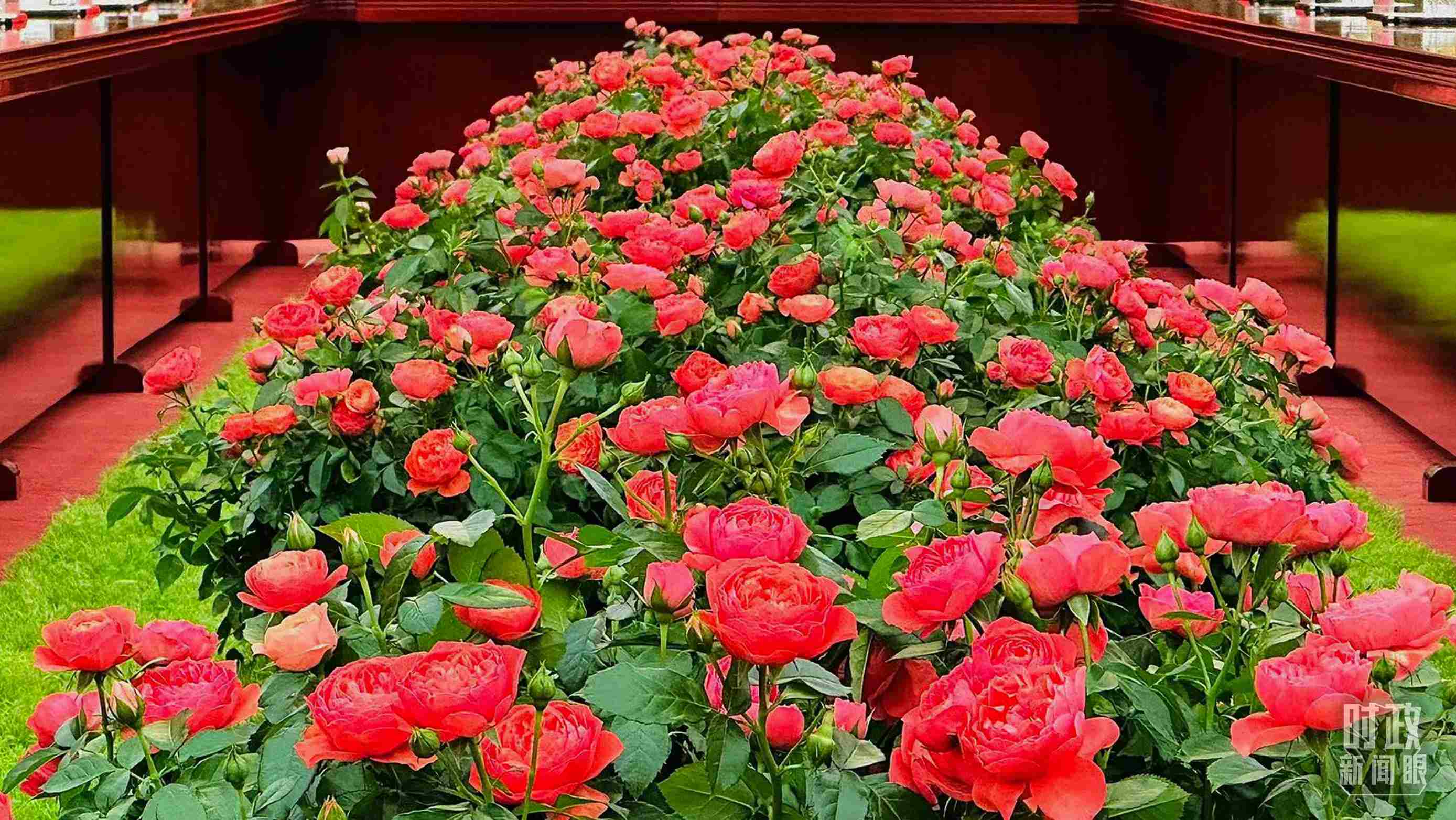 東大廳會(huì)談桌中間擺放的紅果汁月季，象征著蓬勃與堅(jiān)韌。（總臺(tái)央視記者范一鳴拍攝）