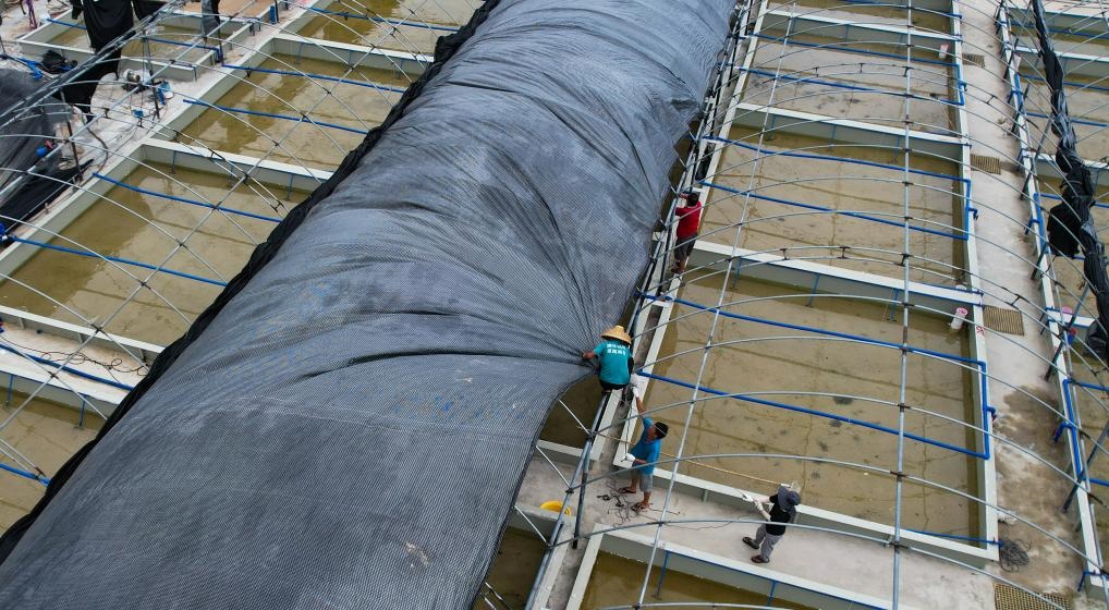 在文昌市翁田鎮(zhèn)的海興農(nóng)翁田蝦苗場，工人重新鋪設(shè)頂棚。無人機照片，新華社記者楊冠宇 攝