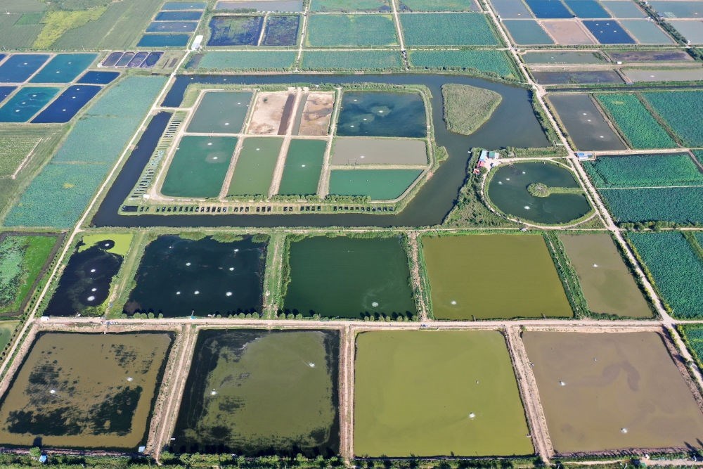 2024年8月13日在山西省臨猗縣薛公村拍攝的蟹塘（無人機(jī)照片）。薛公村位于黃河岸邊，有5000多畝黃河灘涂和近5000畝荒溝。當(dāng)?shù)赝ㄟ^將荒溝和灘涂進(jìn)行整合，發(fā)展特色水產(chǎn)養(yǎng)殖，讓守著黃河水、住在黃河灘的薛公村村民有了新的致富路。