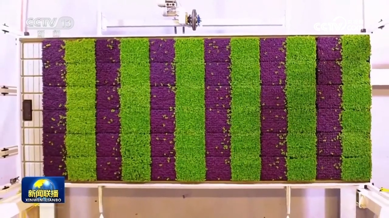 【新思想引領(lǐng)新征程】豐收中國 繪就鄉(xiāng)村振興新畫卷