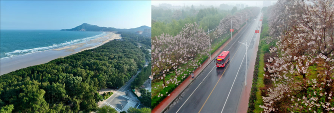 拼版照片：左圖為位于東山縣金鑾灣沿岸的木麻黃防護林帶（無人機照片，新華社記者 姜克紅 攝）；右圖為2021年4月20日在蘭考縣焦裕祿干部學院附近拍攝的泡桐花（無人機照片，新華社記者 郝源 攝）。