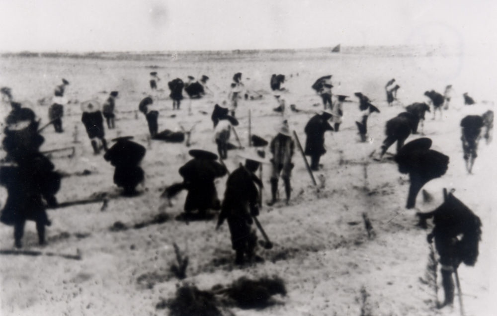 上世紀(jì)東山百姓在沙灘造林（資料照片）。