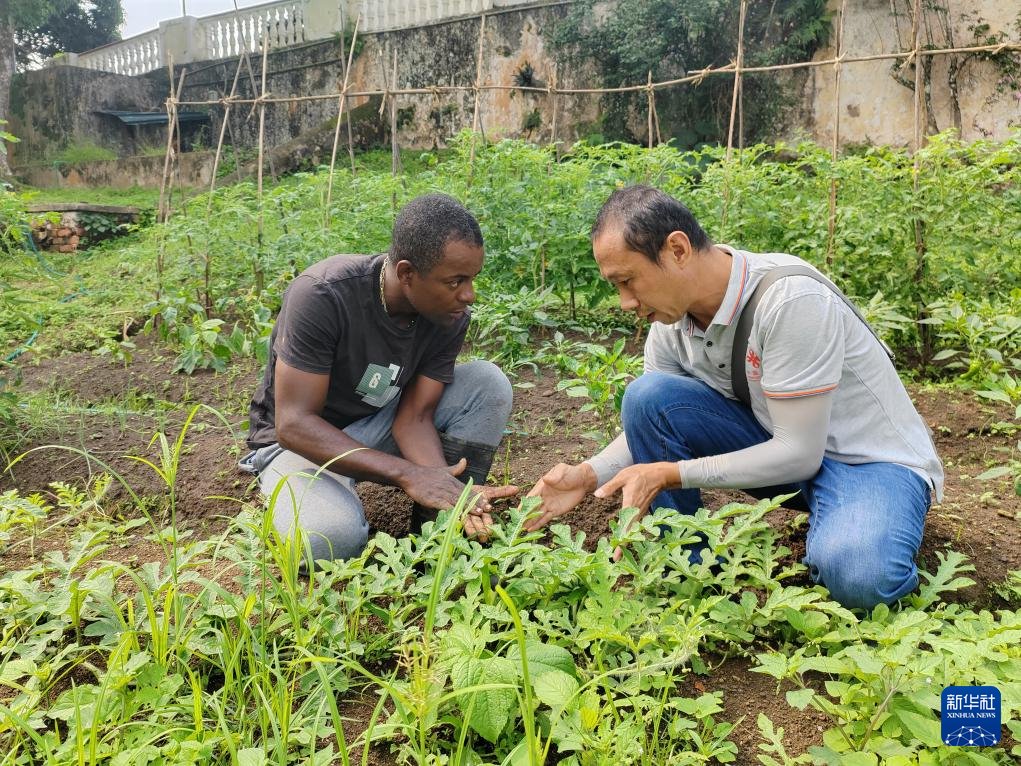 中國援圣普農(nóng)牧業(yè)技術(shù)項(xiàng)目組專家彭杰（右）在圣多美和普林西比的梅佐希大區(qū)指導(dǎo)蔬菜種植戶改善田間管理技術(shù)（2024年1月25日攝）。新華社發(fā)（中國援圣普農(nóng)技組供圖）